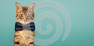 Cute Bengal cat wearing a blue bow tie