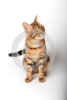 Cute bengal cat on a white background. Happy cat isolated