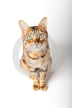 Cute bengal cat on a white background. Happy cat isolated