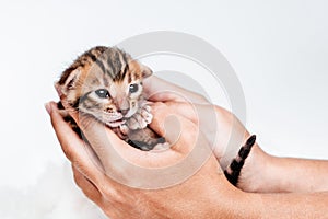 Cute bengal .Close-up. A kitten in the hands of a girl. Two week old small newborn bengal kitten on a white background