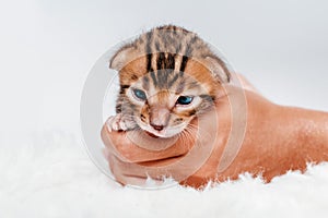 Cute bengal .Close-up. A kitten in the hands of a girl. Two week old small newborn bengal kitten on a white background