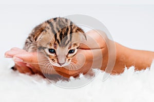 Cute bengal .Close-up. A kitten in the hands of a girl. Two week old small newborn bengal kitten on a white background