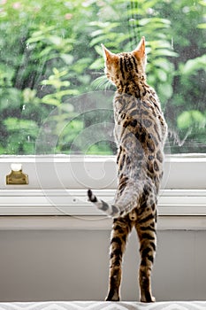 A cute Bengal kitten from behind looking out of a window