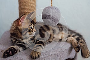 Cute bengal kitten laying on a soft cat& x27;s shelf of a cat& x27;s house.