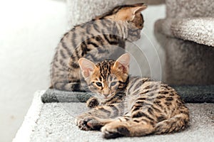 Cute bengal kitten laying on a soft cat& x27;s shelf of a cat& x27;s house.