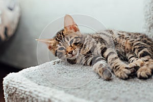 Cute bengal kitten laying on a soft cat& x27;s shelf of a cat& x27;s house.