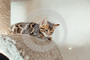 Cute bengal kitten laying on a soft cat& x27;s shelf of a cat& x27;s house.