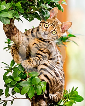 A cute Bengal kitten sitting in a bonsai tree