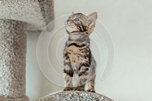 Cute bengal kitten sitting on a soft cat& x27;s shelf of a cat& x27;s house.