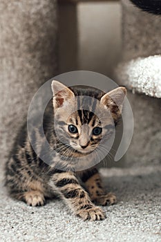 Cute bengal kitten sitting on a soft cat& x27;s shelf of a cat& x27;s house.