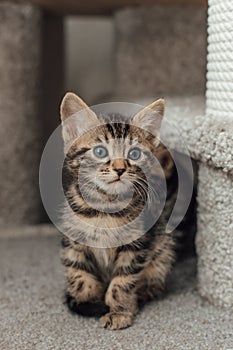 Cute bengal kitten sitting on a soft cat& x27;s shelf of a cat& x27;s house.