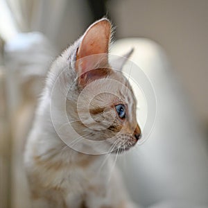 cute bengal kitten sitting in white sofa