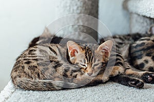 Cute bengal kitten sleeping on a soft cat& x27;s shelf of a cat& x27;s house.