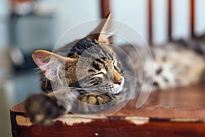 Cute bengal kitty cat laying on the old wooden chair at home