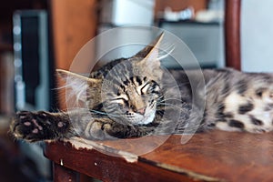 Cute bengal kitty cat laying on the old wooden chair at home