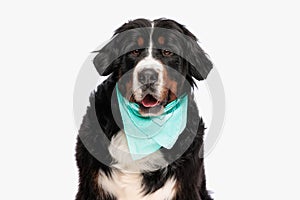 cute berna shepherd dog with blue bandana sticking out tongue photo