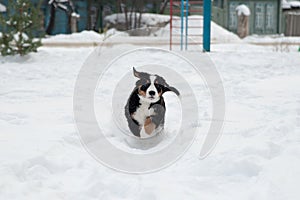 Lindo Bernés montana el perro muro empieza en la nieve 