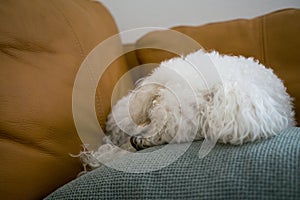 Cute bichon dog on the pillow. Slovakia