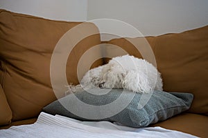 Cute bichon dog on the pillow. Slovakia