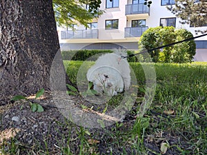 Cute Bichon dog Playing in the grass during summer.