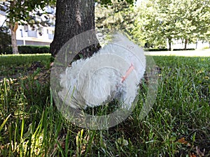 Cute Bichon dog Playing in the grass during summer.