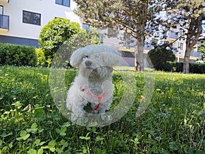 Cute Bichon dog Playing in the grass during summer.