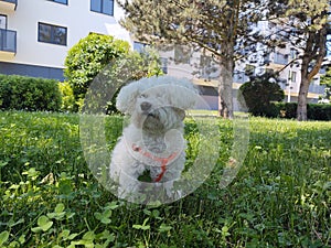 Cute Bichon dog Playing in the grass during summer.