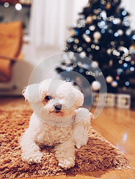 Cute Bichon dog under the Cristmas tree with lights.