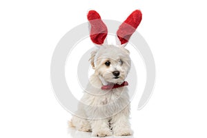 Cute bichon dog wearing red buny ears