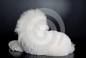 Cute bichon frise - back view