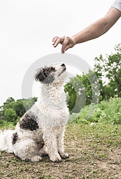 Cute Bichon Frise dog sitting on green grass training with the owner