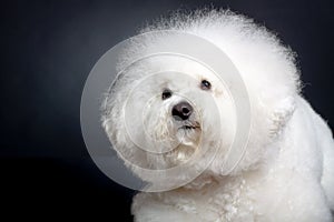 Cute bichon frise head