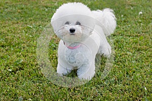 Cute bichon frise is looking at the camera. Pet animals.