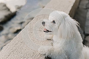 Cute Bichon Frise puppy walking on the embankment. Portrait of a little dog