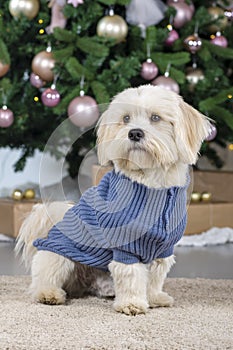 Cute bichon havanese dog at christmas time studio shot