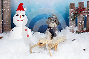 Cute Bichon Havanese dog with dark blue scarf on a vintage wooden sled in a winter?s tale decor with snow, snowman with Santa`s