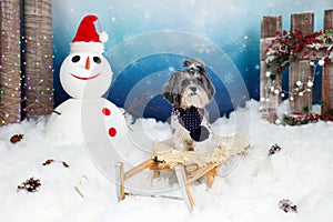 Cute Bichon Havanese dog with dark blue scarf on a vintage wooden sled in a winter?s tale decor with snow, snowman with Santa`s