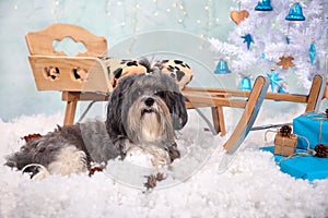 Cute Bichon Havanese dog infront of a wooden sled, artificial snow, white Christmas tree with wood and turquoise ornaments, pine c