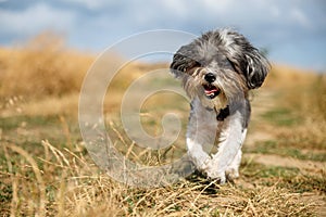 Cute Bichon Havanese dog with a summer haircut running happily against mowed wheat field. Selective focus on the eyes and shallow