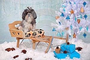 Cute Bichon Havanese dog on a wooden sled in a Christmas/New Year interior - artificial snow, white tree with wood and turquoise o