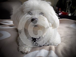 Cute bichon maltese