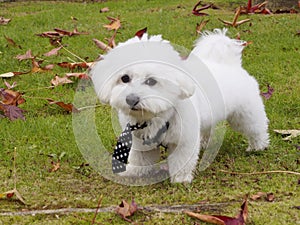 Cute bichon maltese with mope tie