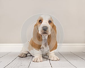 Cute bicolor basset hound puppy sititng looking at the camera in