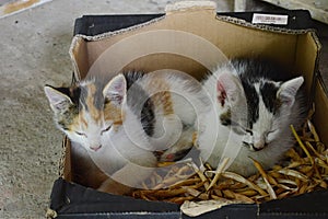 Cute bicolor and calico kittens relaxing in paper box filled with dried empty bean hulls.