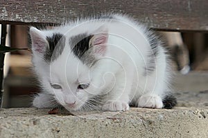 Cute bicolor crossbreed kitten eating dry granules for the first time