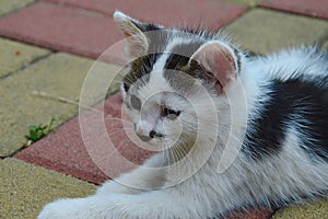 Cute bicolor male kitten called Poirot after his Hercules Poirot moustache like color patch around the nose photo