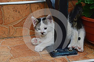 Cute bicolor male kitten with nice moustache like color patch around the nose photo