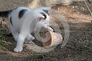 Cute bicolor male kitten is rolling small ceramic flower pot