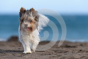 Cute Biewer Yorkshire Terrier puppy on the beach