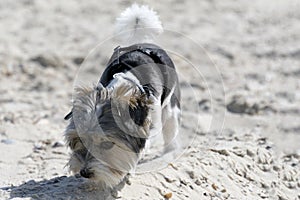 Cute Biewer Yorkshire Terrier puppy on sea beach.